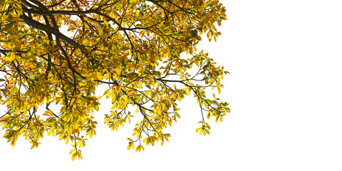 Autumn leaves tree branch isolated on white