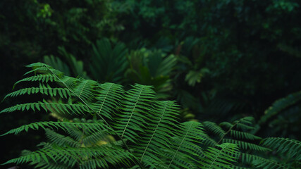 A deep evergreen rainforest, jungle, foliage, tropical wild forest, greenery canopy view, a top view or close up of tree in penang hill, concept of ecology, Earth day, biodiversity, mystery background