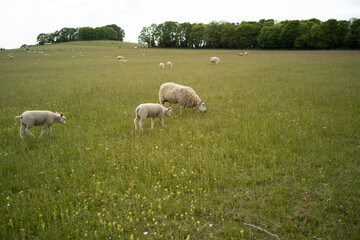 sheep and lambs in the field, England, UK
