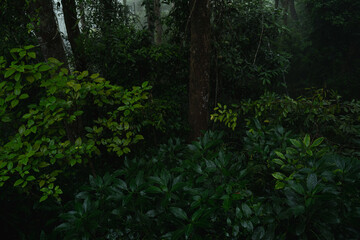 Fototapeta premium A deep evergreen rainforest, jungle, foliage, tropical wild forest, greenery canopy view, a top view or close up of tree in penang hill, concept of ecology, Earth day, biodiversity, mystery background
