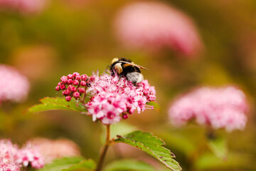 A bumblebee collects pollen on flowers.