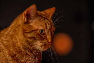 Gato marrón con luna Llena naranja detrás