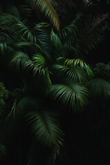 A deep evergreen rainforest, jungle, foliage, tropical wild forest, greenery canopy view, a top view or close up of tree in penang hill, concept of ecology, Earth day, biodiversity, mystery background