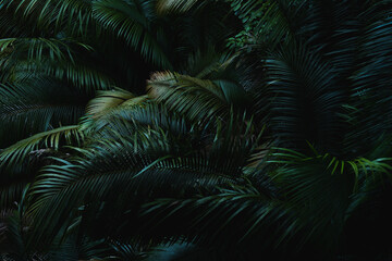 A deep evergreen rainforest, jungle, foliage, tropical wild forest, greenery canopy view, a top view or close up of tree in penang hill, concept of ecology, Earth day, biodiversity, mystery background