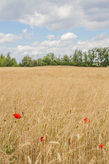 Golden Wheat Field with Poppies on a Sunny Day   Złote Pole Pszenicy z Makami w Słoneczny Dzień © Adrian White