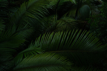 Fototapeta premium A deep evergreen rainforest, jungle, foliage, tropical wild forest, greenery canopy view, a top view or close up of tree in penang hill, concept of ecology, Earth day, biodiversity, mystery background