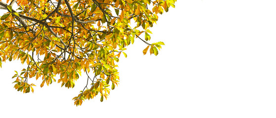 Autumn leaves isolated on white