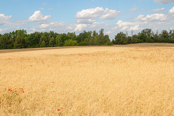 Golden Wheat Field with Poppies on a Sunny Day   Złote Pole Pszenicy z Makami w Słoneczny Dzień © Adrian White