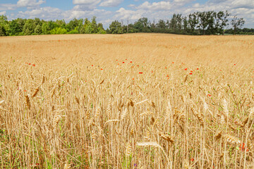 Golden Wheat Field with Poppies on a Sunny Day   Złote Pole Pszenicy z Makami w Słoneczny Dzień © Adrian White
