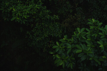 Obraz premium A deep evergreen rainforest, jungle, foliage, tropical wild forest, greenery canopy view, a top view or close up of tree in penang hill, concept of ecology, Earth day, biodiversity, mystery background