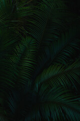 A deep evergreen rainforest, jungle, foliage, tropical wild forest, greenery canopy view, a top view or close up of tree in penang hill, concept of ecology, Earth day, biodiversity, mystery background