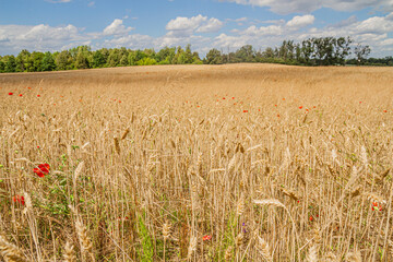 Golden Wheat Field with Poppies on a Sunny Day | Złote Pole Pszenicy z Makami w Słoneczny Dzień