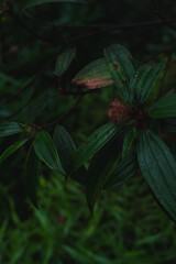 A deep evergreen rainforest, jungle, foliage, tropical wild forest, greenery canopy view, a top view or close up of tree in penang hill, concept of ecology, Earth day, biodiversity, mystery background