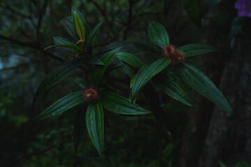 A deep evergreen rainforest, jungle, foliage, tropical wild forest, greenery canopy view, a top view or close up of tree in penang hill, concept of ecology, Earth day, biodiversity, mystery background