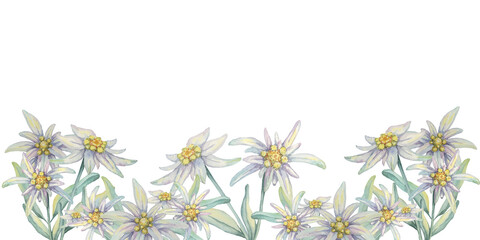 Fototapeta premium Edelweiss seamless border watercolor clipart featuring a lush pattern of white edelweiss flowers with vibrant yellow centers and green leaves for scrapbooking, invitation borders, or product labels.