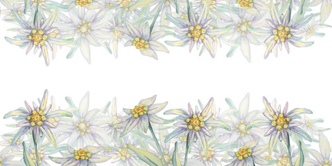 Fototapeta premium Edelweiss seamless border watercolor clipart showcasing a dense arrangement of white flowers with yellow centers and green foliage. Suitable for fabric prints, packaging design, or decorative borders.