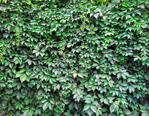 Obraz premium A wall of wild grape leaves