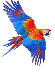 Fototapeta premium Colorful Parrot in Flight