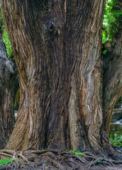 arboles, raices de arbol, camecuaro, michoacan, naturaleza, agua, Lago de Camécuaro, parque nacional, mexico, paisaje, textura