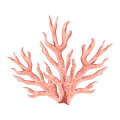 Obraz premium Underwater pink coral. Hand drawn watercolor illustration isolated of background. Oceanic reef animals, seaweed. Marine tropical theme. Exotic nautical design. Clipart for postcard, printing, sticker.