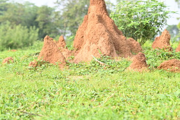 Snake Anthill in field. snake burrow or snake house made by red soil in Indian forest. Ant hill or snake house in the forest. Makes it a termite, but a snake lives in it.