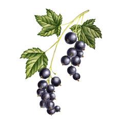 watercolor drawing black currant branch with berries and green leaves isolated at white background, hand drawn illustration