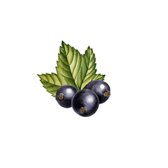 watercolor drawing black currant berries and green leaf isolated at white background, hand drawn illustration