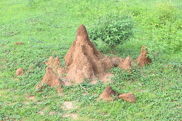 Snake Anthill in field. snake burrow or snake house made by red soil in Indian forest. Ant hill or snake house in the forest. Makes it a termite, but a snake lives in it.