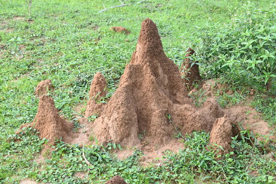 Snake Anthill in field. snake burrow or snake house made by red soil in Indian forest. Ant hill or snake house in the forest. Makes it a termite, but a snake lives in it.