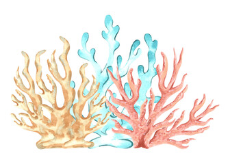 Corals underwater animals. Hand drawn watercolor illustration isolated of background. Oceanic reef, seaweed. Marine tropical theme. Exotic nautical design. Clipart for postcard, print, logo, sticker.