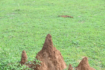 Snake Anthill in field. snake burrow or snake house made by red soil in Indian forest. Ant hill or snake house in the forest. Makes it a termite, but a snake lives in it.