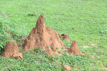 Snake Anthill in field. snake burrow or snake house made by red soil in Indian forest. Ant hill or snake house in the forest. Makes it a termite, but a snake lives in it.