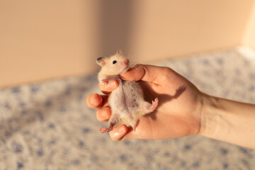 Cute white Syrian hamster portrait. High quality photo
