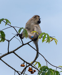 Südliche Grünmeerkatze (Chlorocebus pygerythrus)