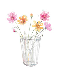Hand drawn watercolor bouquet of multicolored cosmea flowers in glass illustration isolated on white