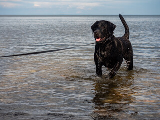 Good Boy beautiful black labrador out in the garden