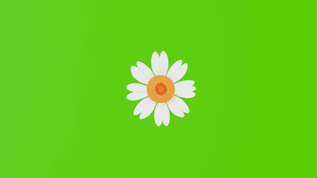 2d illustration of a white daisy moving on a green screen