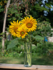 Yellow sunflowers blooming in field