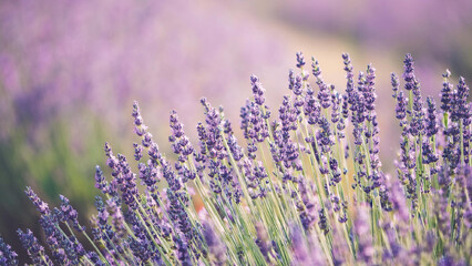 Lavender Flowers in a Field