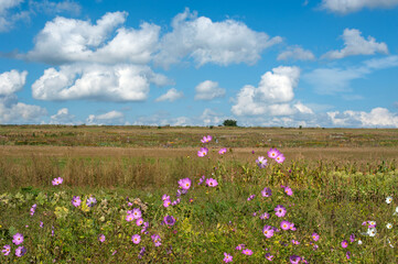 pink cosmos flower blooming in the field, rural fields in the distance, rural landscape. Pink Cosmos bipinnatus