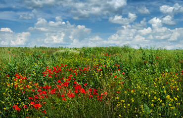 Red poppies and yellow flowers and beautiful blue sky with clouds. Flowers and herbs. Sunny, beautiful summer day mood.