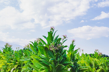 花咲く夏のタバコ畑