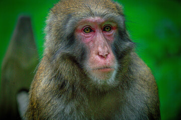 japanese macaque (Macaca fuscata)