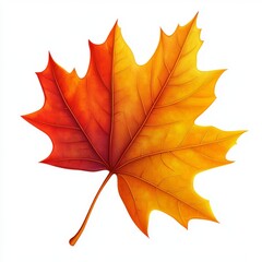 Obraz premium Transparent background with a single autumn maple leaf isolated on white