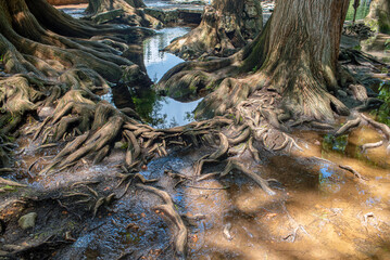 raices de arbol, camecuaro, michoacan, naturaleza, agua, Lago de Camécuaro, parque nacional, mexico, paisaje
