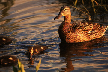 Wild duck with ducklings in sunset light.