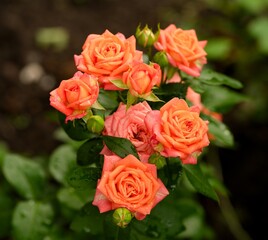 Pink roses after rain blooming in the garden