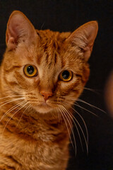 Gata marrón guapa con ojos caramelo