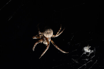 In the quiet of the night, a lone spider is perched on its intricate web, surrounded by the stillness of the dark