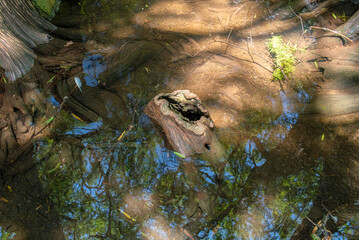 arboles, raices de arbol, camecuaro, michoacan, naturaleza, agua, Lago de Camécuaro, parque nacional, mexico, paisaje